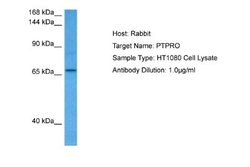PTPRO Rabbit anti-Human, Polyclonal, Novus Biologicals 0.1 mL | Buy Online | Novus Biologicals | Fisher Scientific